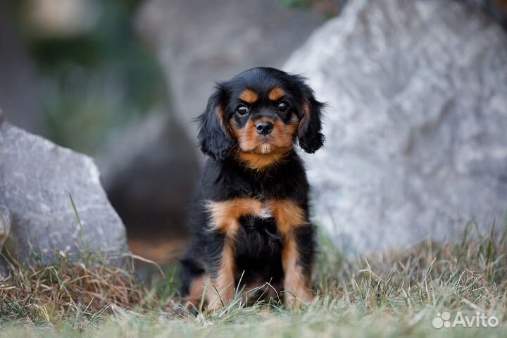 Щенки Кавалер кинг чарльз спаниель