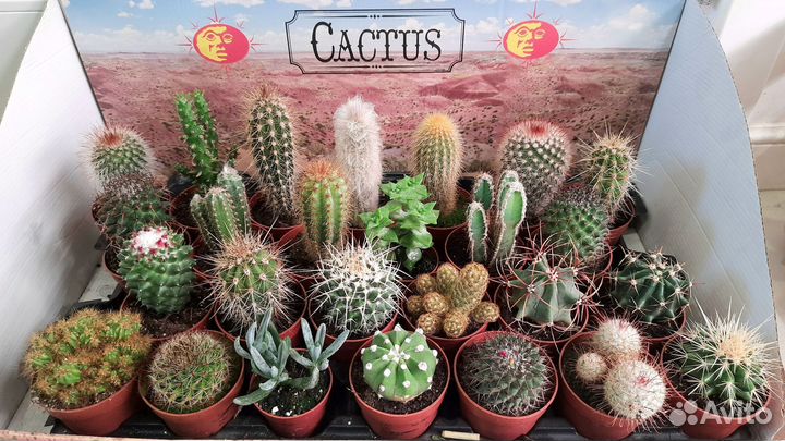 Кактусы и суккуленты часть1