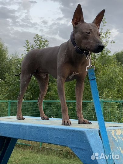 Американский голый терьер Вязка