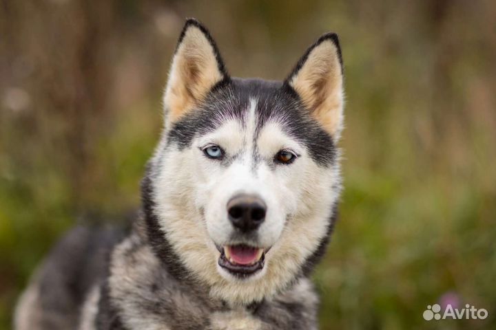 Хаски Эмили