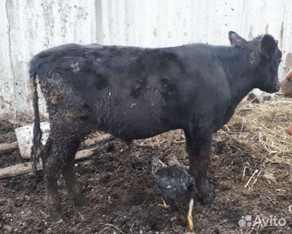 Бычок и телка