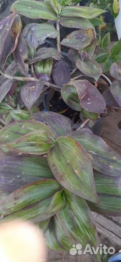 Комнатные растения