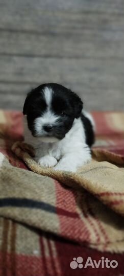 Маленькая собака