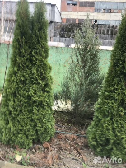 Туя западная Смарагд Экстра