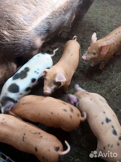 Поросята