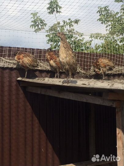 Птица фазан