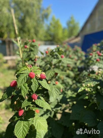 Саженцы ремонтантной малины