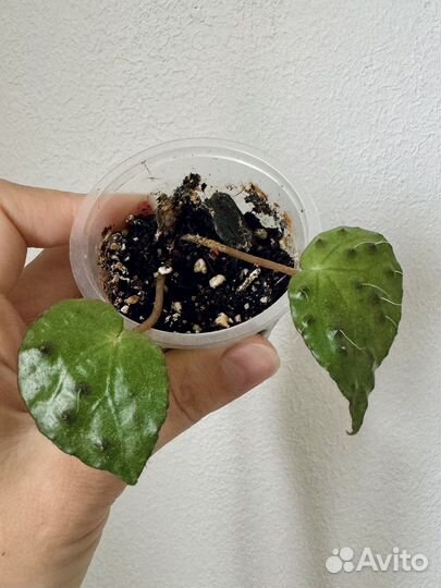 Бегония меланобулата