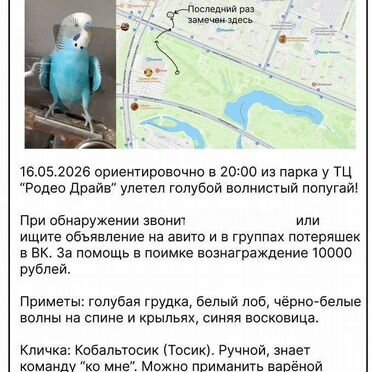 Улетел попугай