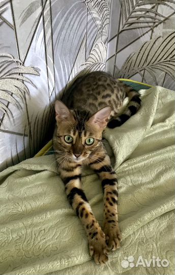 Бенгальская