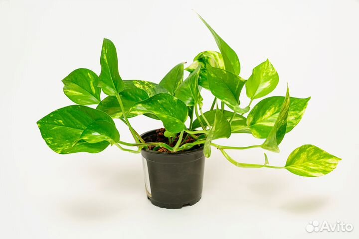 Эпипремнум (сциндапсус ) золотистый