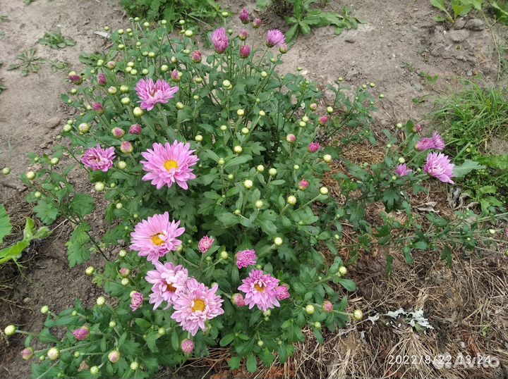 Хризантемы, астры