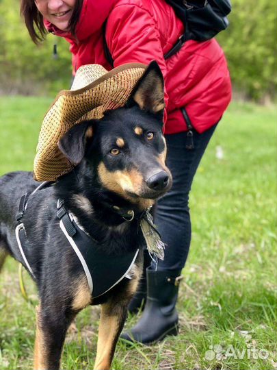 Лучший друг сидит в приюте