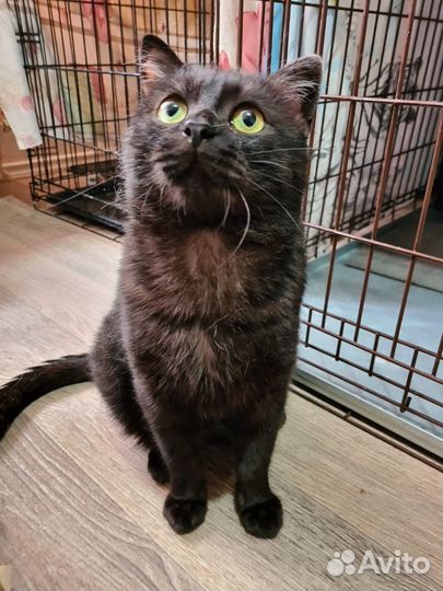 Кот Бегемот