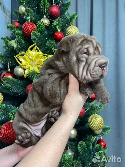 Шарпей. Девочка