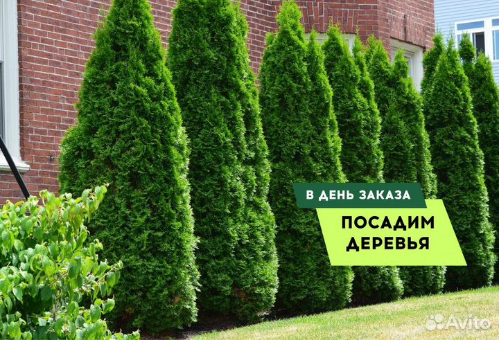 Туи Ростовка большая 6 м