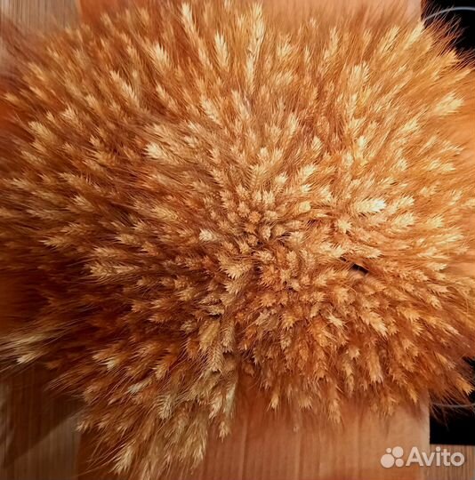 Колоски пшеницы 1100 шт