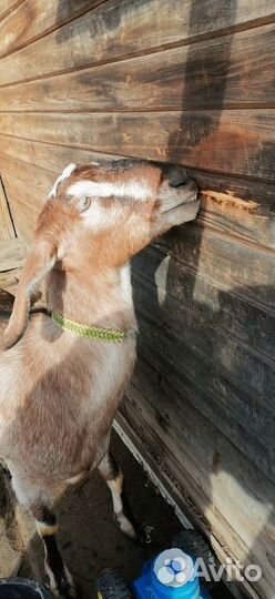 Продам нубийских коз