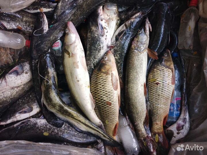 Свежая рыба