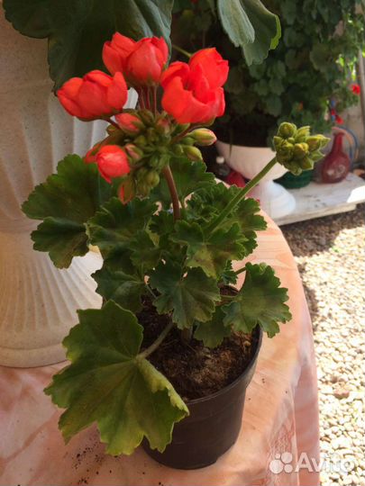 Герань пеларгония