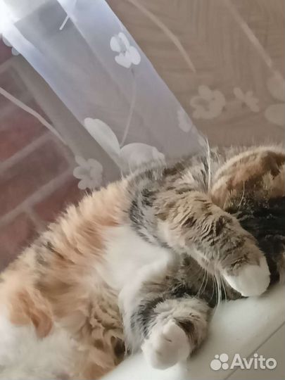 Кошка