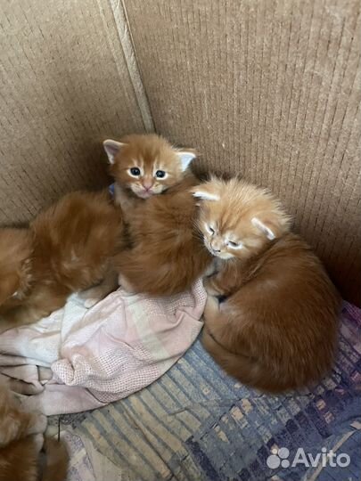 Котята мейн-кун