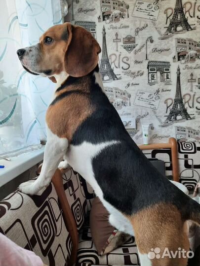 Бигль вязка