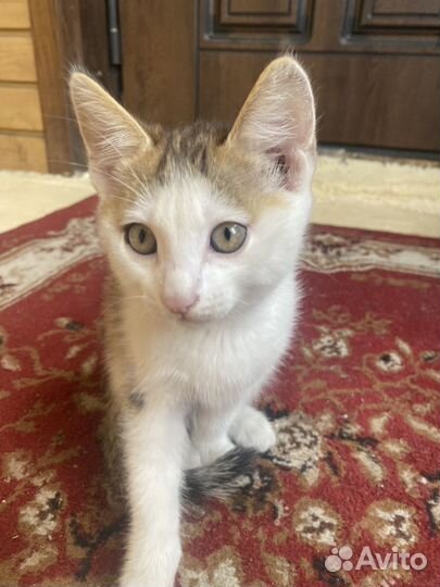 Котята в добрые руки даром