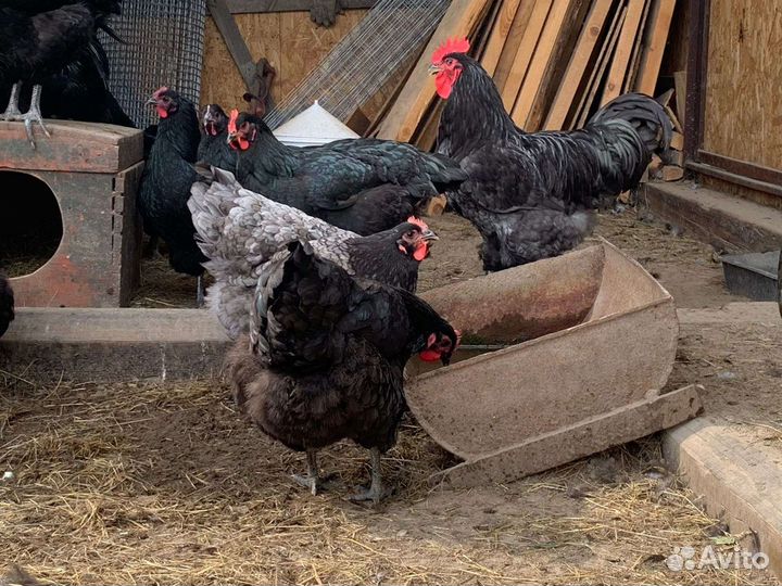 Джерсийский гигант