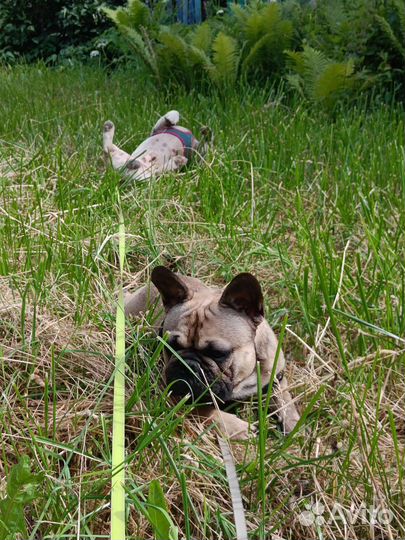 Передержка кошек и грызунов,выгул собак(вечер)