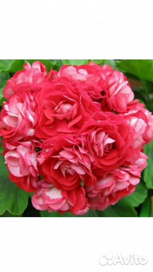 Пеларгония герань сортовая