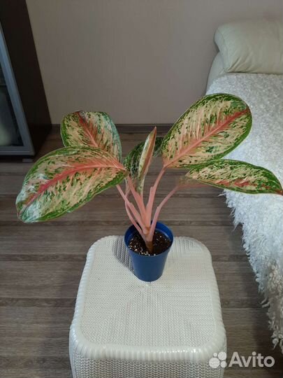 Аглаонемы в ассортименте