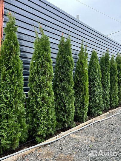 Туя Смарагд с бесплатной доставкой