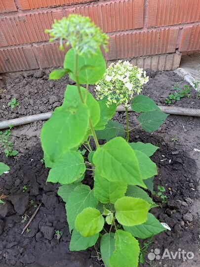 Гортензия саженцы