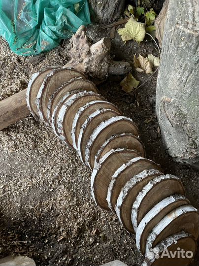 Торцевые спилы деревьев