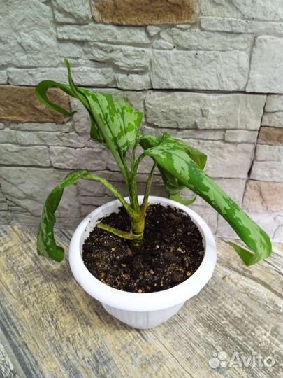 Диффенбахия