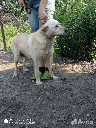 Белка ищет дом