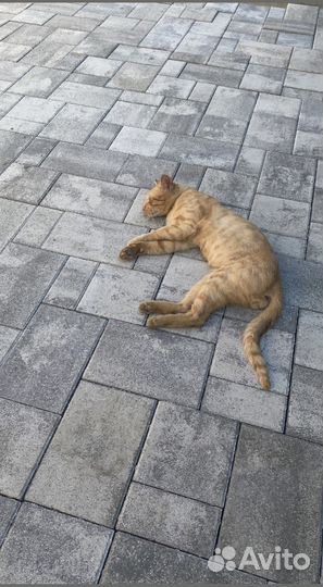 Тротуарная плитка вибропресс