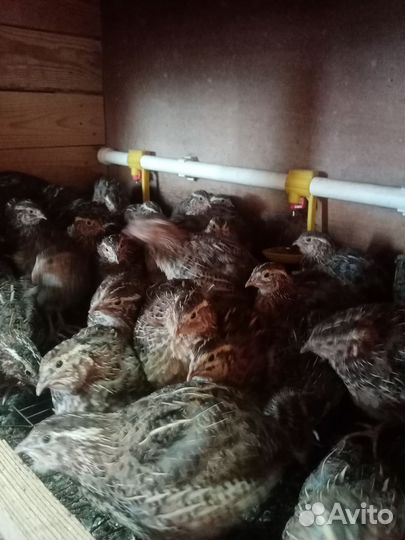Перепела живые продажа самцы