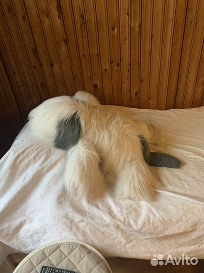 Игрушечная собака