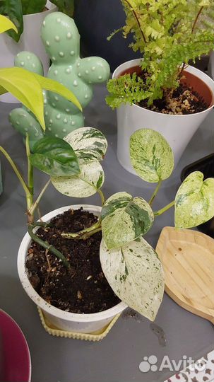 Продам сциндапсус Хиро,филодендрон Лемон Лайм