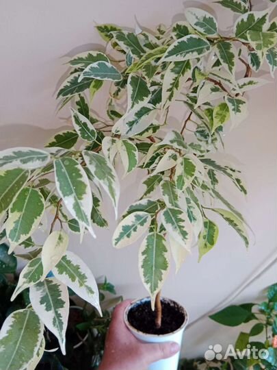 Комнатные растения