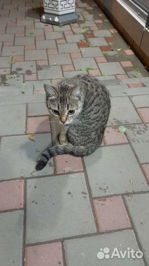 Кошка в добрые ручки