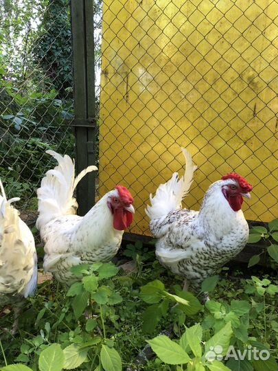 Петухи пушкинские