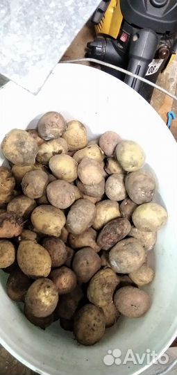 Картофель на корм скоту, птице