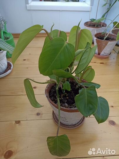 Maракуйя (пассифлора), филодендрон гитаровид