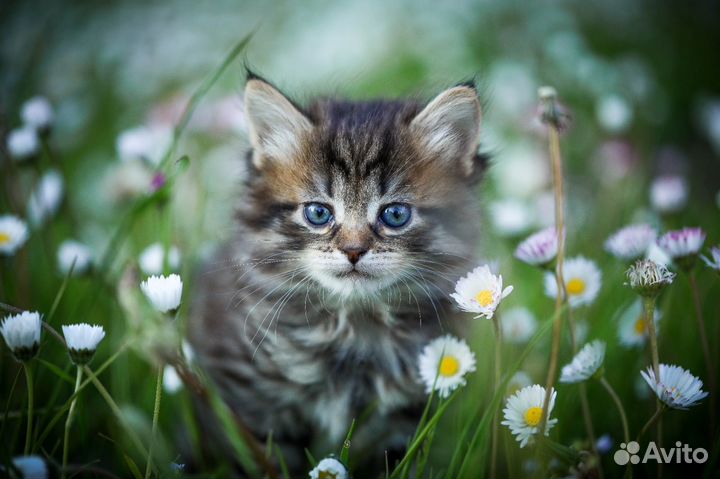 Сибирские котята