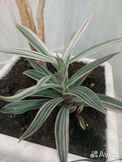 Традесканция