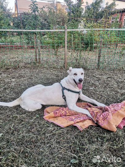 Собака в добрые руки