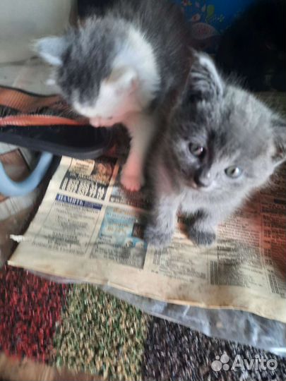 Котята отдам в добрые руки бесплатно